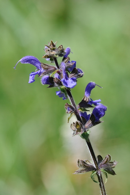 4 Fiore da ID - Salvia sp.